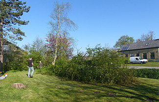 Hoge bomen zagen buurvrouw