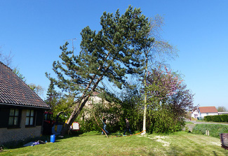 Hoge bomen zagen buurvrouw