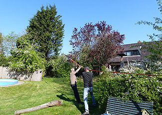 Hoge bomen zagen buurvrouw