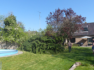 Hoge bomen zagen buurvrouw